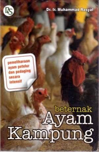 Beternak ayam kampung